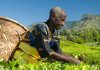 Tea farmers suspend harvesting over bonus row