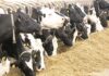Animal Feed Prices Set to Drop as Treasury Proposes Tax Exemption on Raw Materials