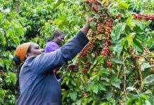 Oparanya Announces Sh15 Billion Boost for Coffee Farmers 152 Coffee Dealers Licensed for 2025/26 Season, Says AFA