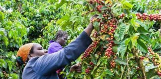 Oparanya Announces Sh15 Billion Boost for Coffee Farmers 152 Coffee Dealers Licensed for 2025/26 Season, Says AFA