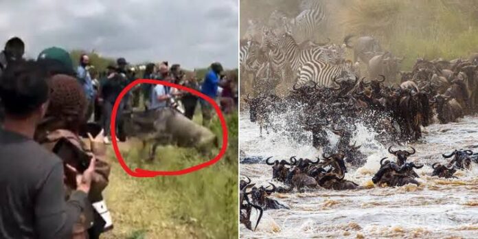 Maasai Mara Responds to Tourist Incident During Wildebeest Crossing Maasai Mara Responds to Tourist Incident During Wildebeest Crossing