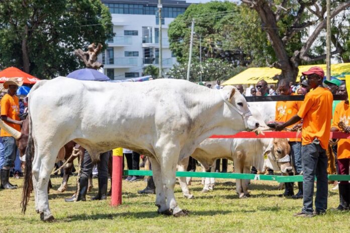 Ruto buys beef1