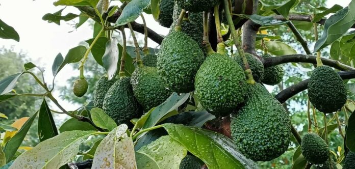 Githunguri Avocado farmers to launch new cooperative Githunguri Avocado farmers to launch new cooperative