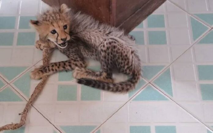 KWS Steps In After Garissa Woman Adopts Stranded Cheetah Like a Pet KWS Steps In After Garissa Woman Adopts Stranded Cheetah Like a Pet