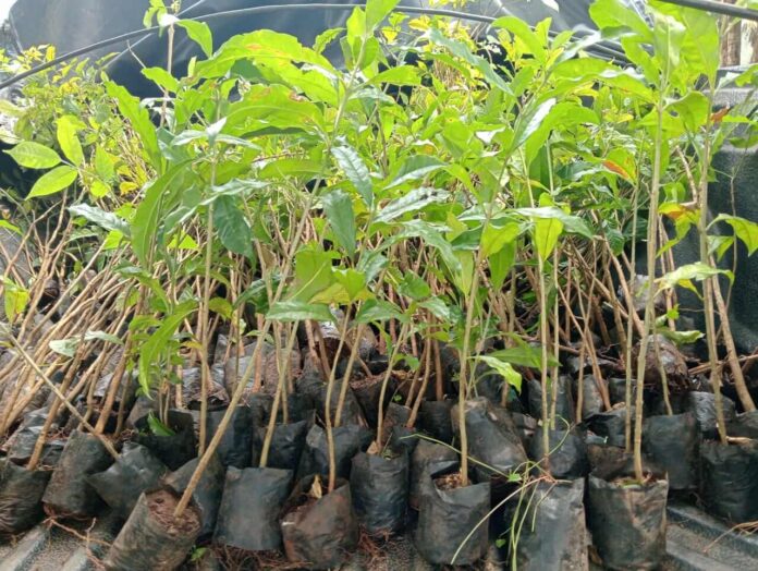 Tree-Planting-Initiative
