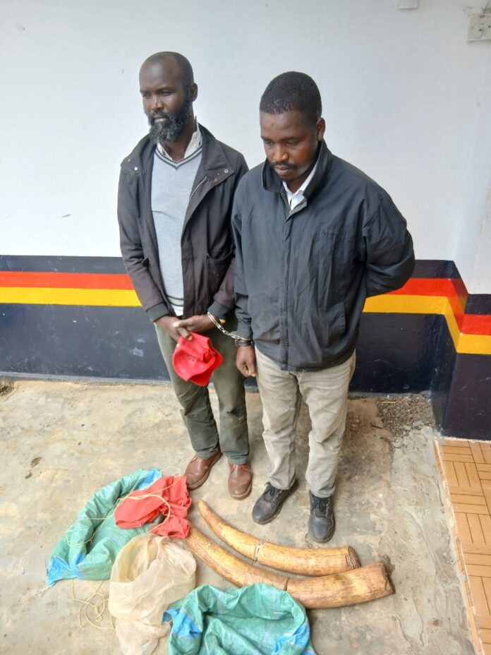 Elephant ivory traffickers