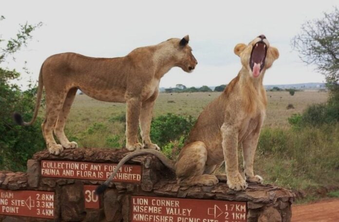 Lions at Nairobi National park