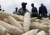 Government Gives Maize Hoarders 30 Days to Release Stocks