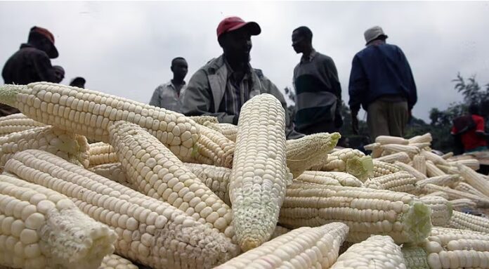 Maize1