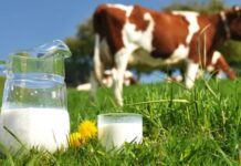 Milk Prices Rise Sharply as Shortage Cuts Supplies Across Kenya