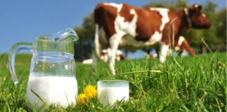 Ruto Announces Ksh65 Per Litre for Milk Farmers Starting October