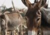 Donkey Safety Champions Urge Public Sensitization to Stem Population Decline