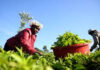 KTDA Proposes Monthly Tea Payments Increase to Ksh30 for Farmers