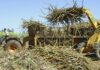 Government Lowers Sugarcane Price to KSh 5,500 Per Tonne