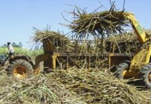 Government Lowers Sugarcane Price to KSh 5,500 Per Tonne