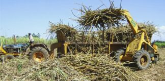 Sugarcane Farmers to Elect Kenya Sugar Board Representatives on November 24