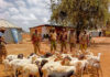 Security Team Thwarts Goat Theft in Samburu