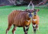 Kenya Strengthens Fight to Save Rare Bongos With International Repatriation