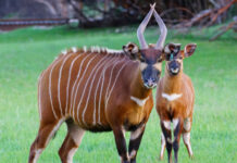 Kenya Strengthens Fight to Save Rare Bongos With International Repatriation