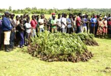 Kabogo Leads Tree Planting Drive at King’wal Swamp in Nandi King’wal Swamp