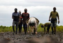 Kenya Set to Host 24-Hour Mangrove Planting Drive in Mombasa Kenya Set to Host 24-Hour Mangrove Planting Drive in Mombasa