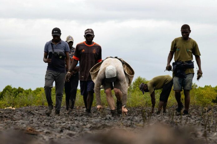 WhatsApp Image 2026-04-28 at 3.23.26 PM Kenya Set to Host 24-Hour Mangrove Planting Drive in Mombasa
