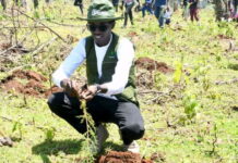 Hillary Kiplagat Breaks Tree Planting Record, Boosting Kenya’s Climate Action Efforts