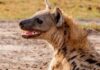 KWS has issued a public health warning after a hyena was killed and butchered in Thika