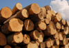 KFS Explains How Timber Tenders Are Awarded After Public Concern KFS