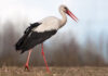 Over 40% of Migratory Birds in Decline, Warns BirdLife International
