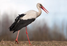 Over 40% of Migratory Birds in Decline, Warns BirdLife International