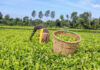 Govt Defends New Tea Levy, Says Move Will Boost Farmers’ Earnings Tea Levy