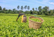 Govt Defends New Tea Levy, Says Move Will Boost Farmers’ Earnings Tea Levy