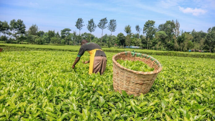 Tea Levy