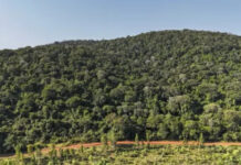 KFS Moves to Fence All Gazetted Forests in Push to Curb Encroachment KFS