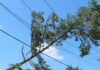 EPRA Warns Kenyans Against Cutting Trees Near Power Lines EPRA