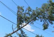EPRA Warns Kenyans Against Cutting Trees Near Power Lines EPRA