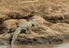 Kenya’s Live Reptile Exports Surge 10-Fold as Over 870,000 Animals Enter Global Trade