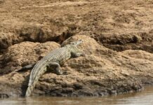 Kenya’s Live Reptile Exports Surge 10-Fold as Over 870,000 Animals Enter Global Trade