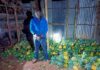 NPS Arrests Suspect Over Stolen Pineapples in Murang’a