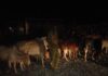 Police Recover 35 Stolen Cattle After Fierce Shootout With Bandits in Meru