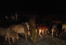Police Recover 35 Stolen Cattle After Fierce Shootout With Bandits in Meru