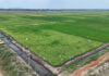 Bunyala Irrigation Expansion Nears Completion as Government Pushes to Boost Local Rice Production Bunyala Irrigation Expansion Nears Completion as Government Pushes to Boost Local Rice Production