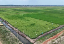 Bunyala Irrigation Expansion Nears Completion as Government Pushes to Boost Local Rice Production Bunyala Irrigation Expansion Nears Completion as Government Pushes to Boost Local Rice Production