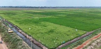 Bunyala Irrigation Expansion Nears Completion as Government Pushes to Boost Local Rice Production Bunyala Irrigation Expansion Nears Completion as Government Pushes to Boost Local Rice Production