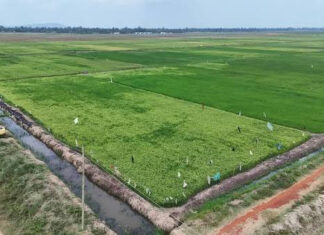 Bunyala Irrigation Expansion Nears Completion as Government Pushes to Boost Local Rice Production Bunyala Irrigation Expansion Nears Completion as Government Pushes to Boost Local Rice Production