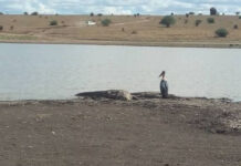 NEMA Invites Public Views on Proposed Athi Dam Project Inside Tsavo East National Park Tsavo East National Park