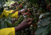 Ruto Eyes New Coffee Markets in Europe and Asia to Boost Farmers’ Earnings