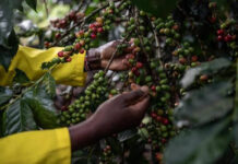 Ruto Eyes New Coffee Markets in Europe and Asia to Boost Farmers’ Earnings
