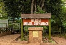 Kenya Wildlife Service Announce To Relocate Nairobi Animal Orphanage Near Bomas Of Kenya